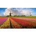 We got lost in the fields of colour